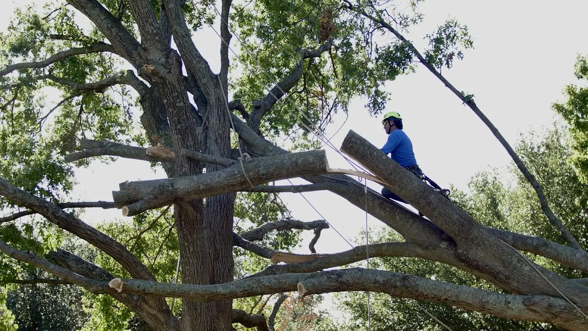 Professional Crown Thinning performed by certified arborists in Tarrs
