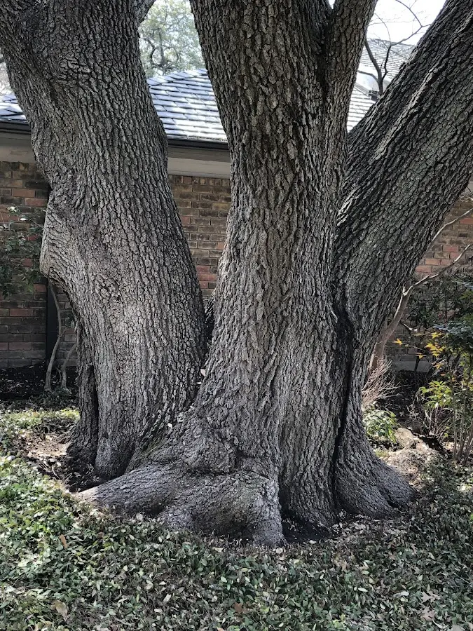 Mature heritage tree close to a Tarrs property cared for by certified arborists
